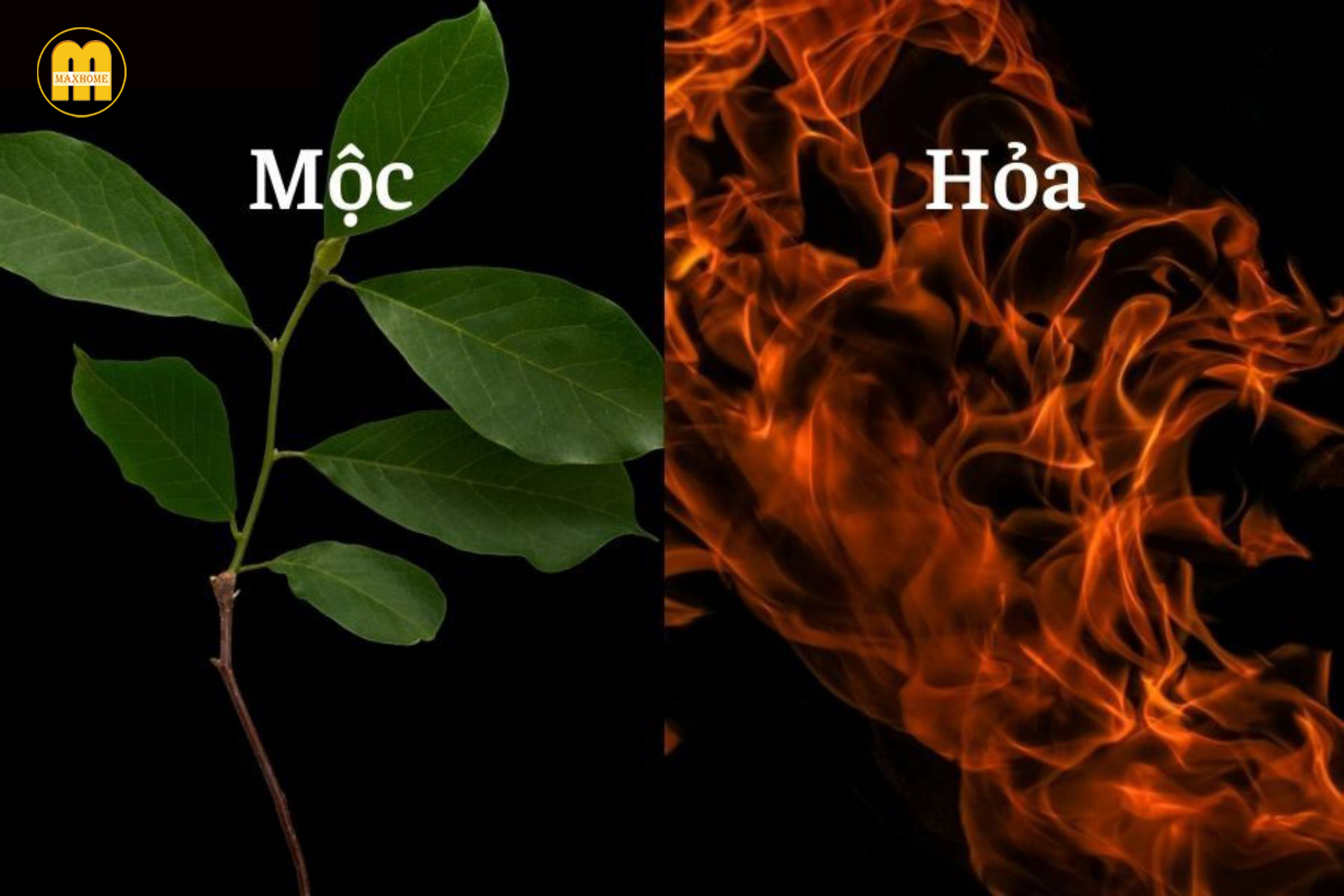moc sinh hoa la gi